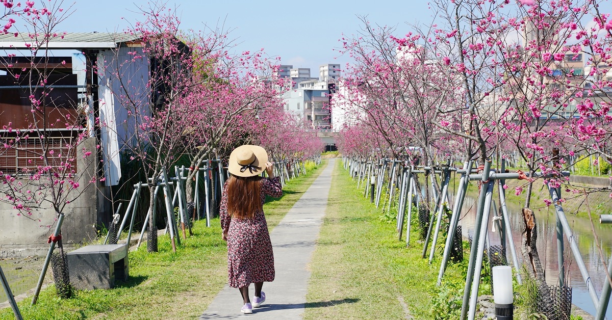 [遊記] 宜蘭賞櫻花好去處 羅莊櫻花步道