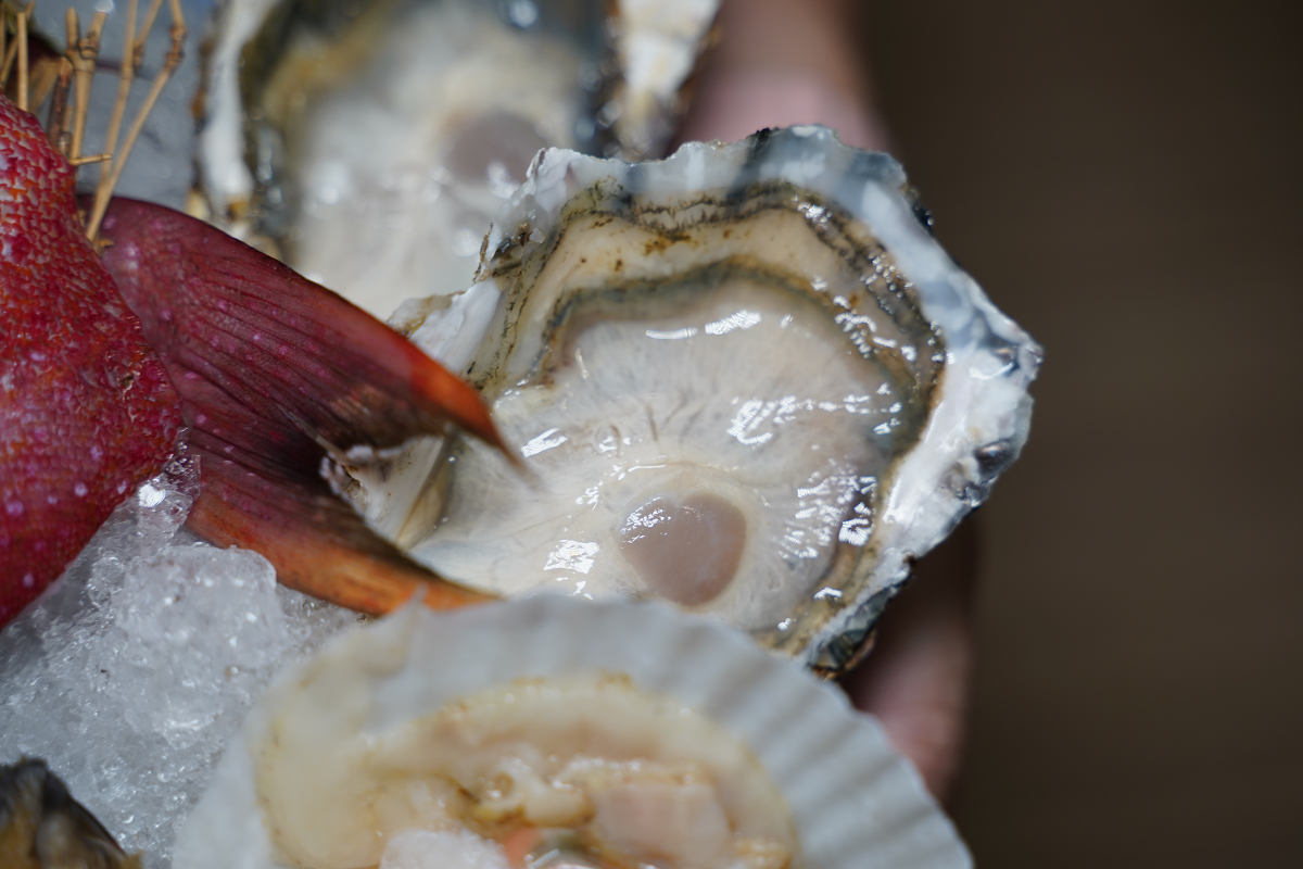 【灰鴿/鍋南屯店】台中南屯火鍋推薦 台中火鍋十大名店 自助吧無限量供應 壽星當日幾歲送幾隻蝦