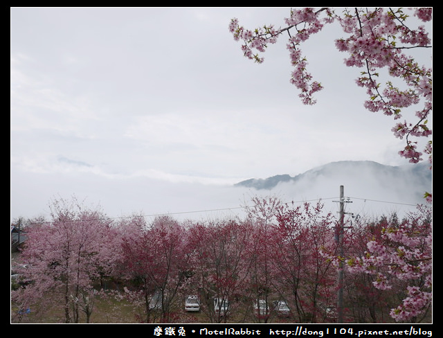 桃園。拉拉山。恩愛農場。三月賞櫻花