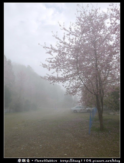 桃園。拉拉山。恩愛農場。三月賞櫻花