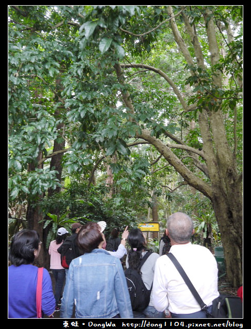 雪梨遊記。KOALA PARK。無尾熊保護區