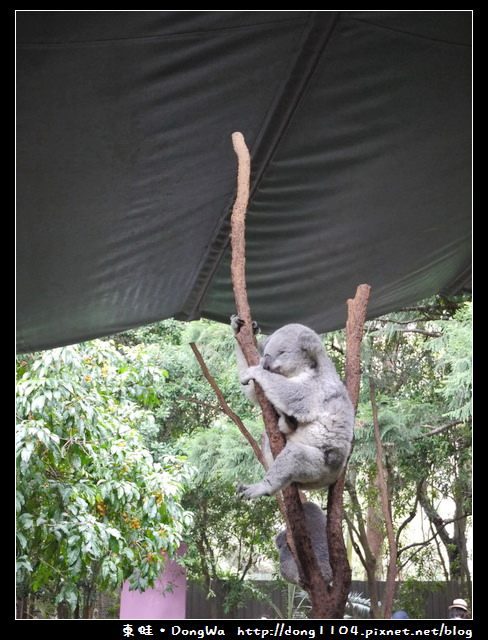 雪梨遊記。KOALA PARK。無尾熊保護區