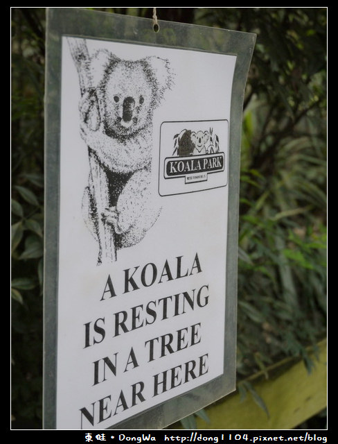 雪梨遊記。KOALA PARK。無尾熊保護區