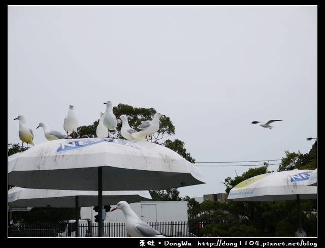 【雪梨遊記】SYDNEY FISH MARKET。雪梨魚市場