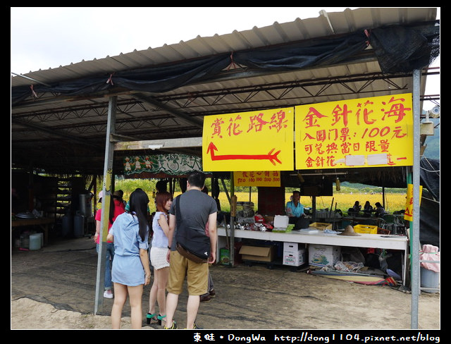 【南投遊記】魚池鄉。頭社活盆地休閒農業區。金針花海