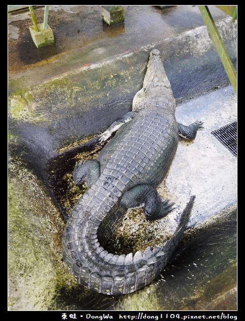 【巴拉望遊記】鱷魚農場。Palawan Wildlife Rescue and Conservation Center