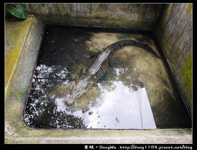 【巴拉望遊記】鱷魚農場。Palawan Wildlife Rescue and Conservation Center