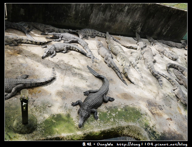 【巴拉望遊記】鱷魚農場。Palawan Wildlife Rescue and Conservation Center