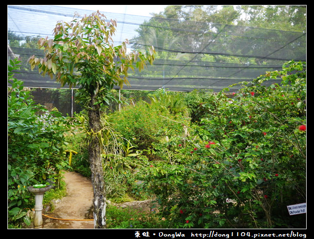 【巴拉望遊記】蝴蝶園。BUTTERFLY ECO GARDEN