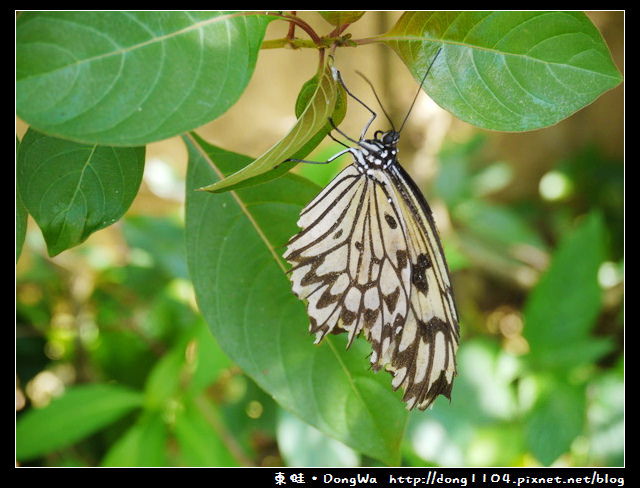 【巴拉望遊記】蝴蝶園。BUTTERFLY ECO GARDEN