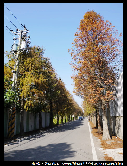 【桃園遊記】石園路560號旁。員樹林落羽松小徑