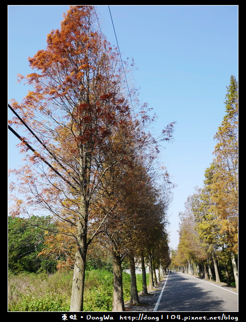 【桃園遊記】石園路560號旁。員樹林落羽松小徑