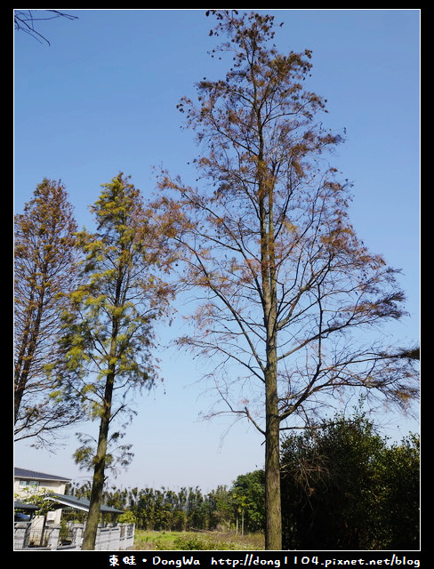 【桃園遊記】石園路560號旁。員樹林落羽松小徑