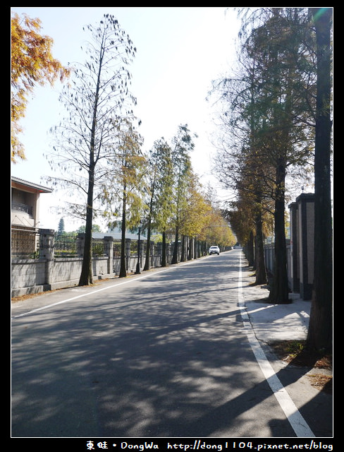 【桃園遊記】石園路560號旁。員樹林落羽松小徑