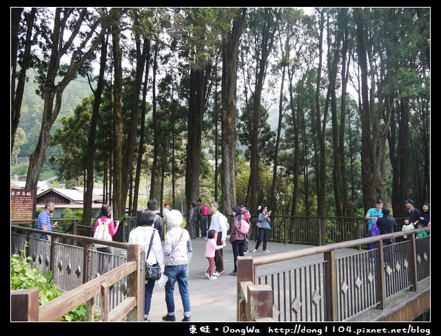 【嘉義遊記】奮起湖大飯店。免費導覽行程。台灣杉森林步道生態導覽