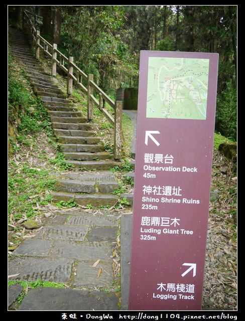 【嘉義遊記】奮起湖。奮起步道。神社遺址。鹿鼎巨木