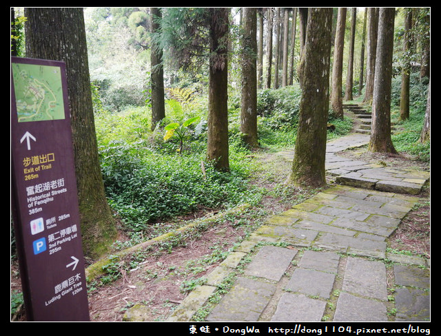 【嘉義遊記】奮起湖。奮起步道。神社遺址。鹿鼎巨木