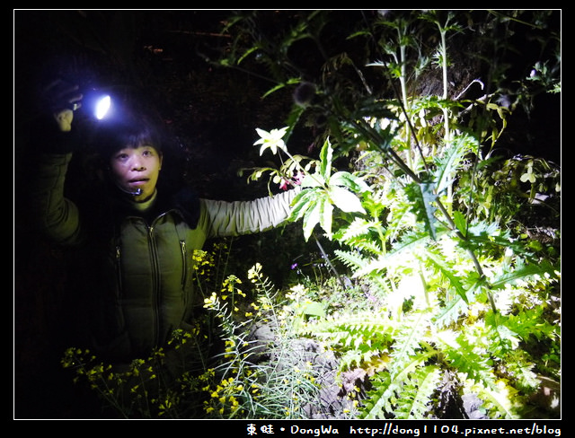 【嘉義住宿】龍雲農場。夜間生態導覽。搗麻糬DIY