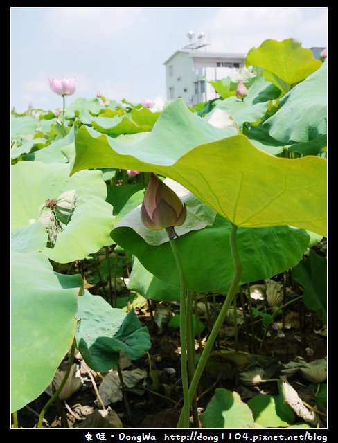 【台南遊記】玩瘋西拉雅。藕是蓮長。白河蓮花季