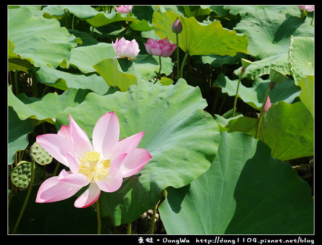 【台南遊記】玩瘋西拉雅。藕是蓮長。白河蓮花季