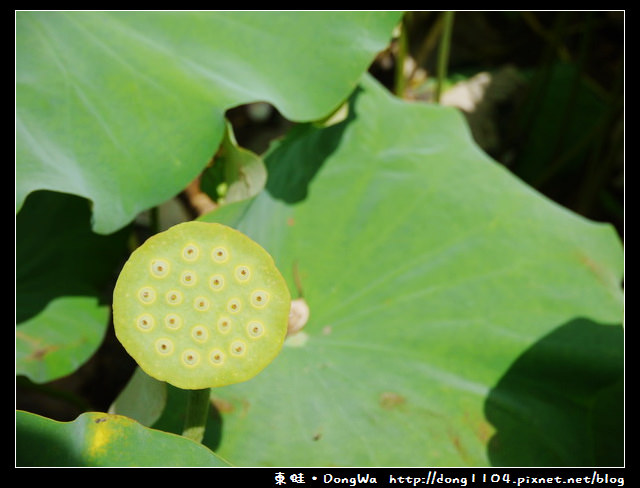 【台南遊記】玩瘋西拉雅。藕是蓮長。白河蓮花季