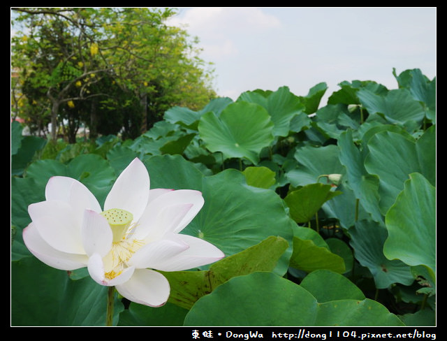 【台南遊記】玩瘋西拉雅。藕是蓮長。白河蓮花季