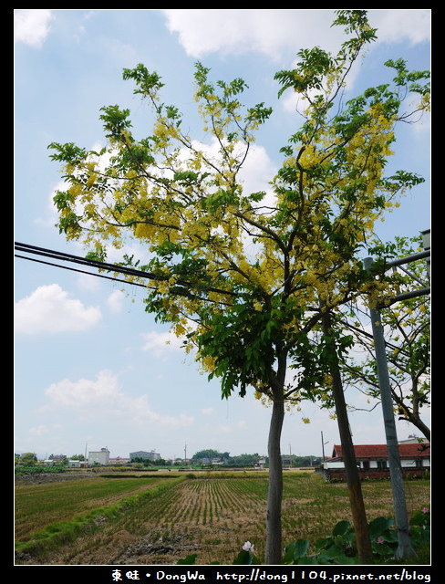 【台南遊記】玩瘋西拉雅。藕是蓮長。白河蓮花季