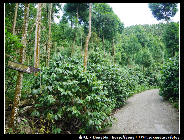 【台南食記】吃遍西拉雅。東山高峰咖啡。天池森林步道