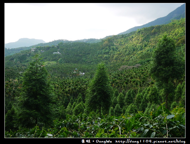 【台南食記】吃遍西拉雅。東山高峰咖啡。天池森林步道