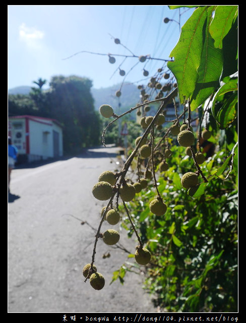 【台南遊記】玩瘋西拉雅。東山區李子園社區產業協會。李仔園登山步道。咖啡樹DIY