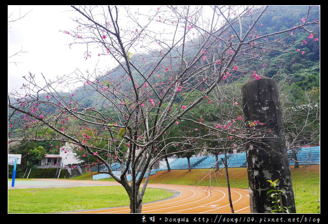 【南投遊記】仁愛鄉賞梅。互助國小。彭家梅園