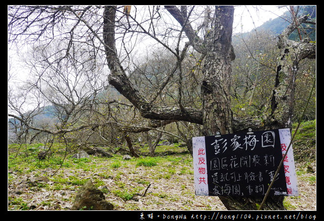 【南投遊記】仁愛鄉賞梅。互助國小。彭家梅園