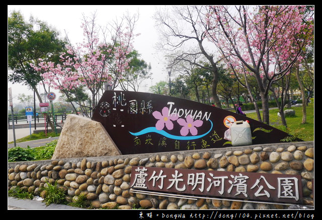 【桃園遊記】蘆竹南崁賞櫻好去處|光明河濱公園|富士櫻紀念園區