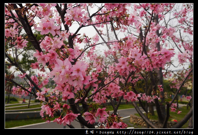 【桃園遊記】蘆竹南崁賞櫻好去處|光明河濱公園|富士櫻紀念園區