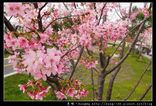 【桃園遊記】蘆竹南崁賞櫻好去處|光明河濱公園|富士櫻紀念園區