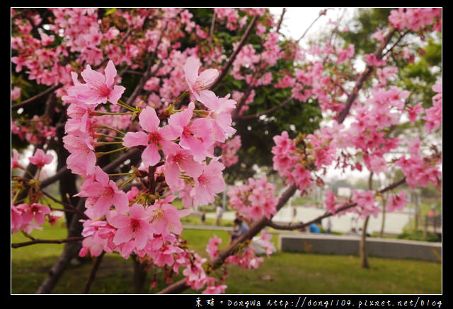 【桃園遊記】蘆竹南崁賞櫻好去處|光明河濱公園|富士櫻紀念園區