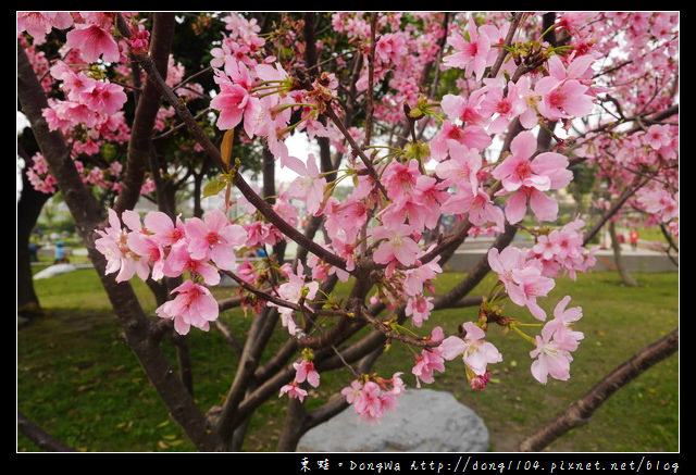 【桃園遊記】蘆竹南崁賞櫻好去處|光明河濱公園|富士櫻紀念園區