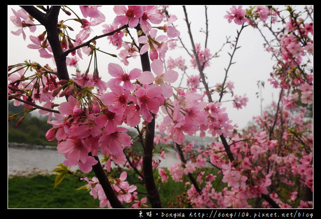 【桃園遊記】蘆竹南崁賞櫻好去處|光明河濱公園|富士櫻紀念園區