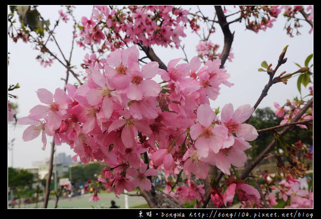 【桃園遊記】蘆竹南崁賞櫻好去處|光明河濱公園|富士櫻紀念園區