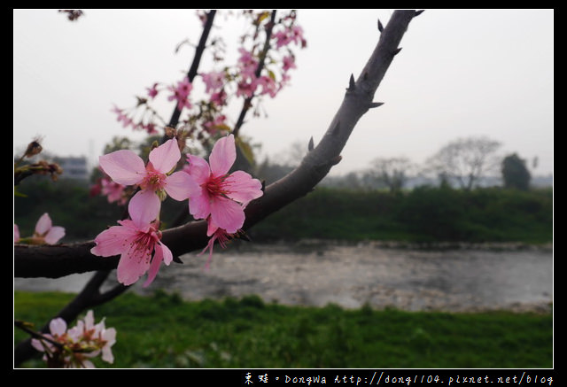 【桃園遊記】蘆竹南崁賞櫻好去處|光明河濱公園|富士櫻紀念園區