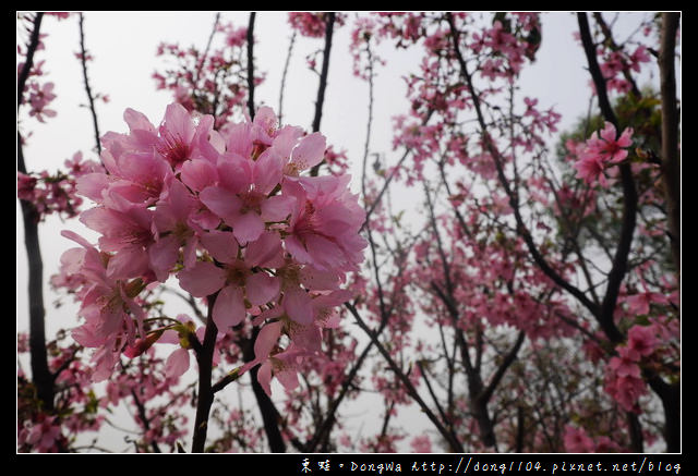 【桃園遊記】蘆竹南崁賞櫻好去處|光明河濱公園|富士櫻紀念園區