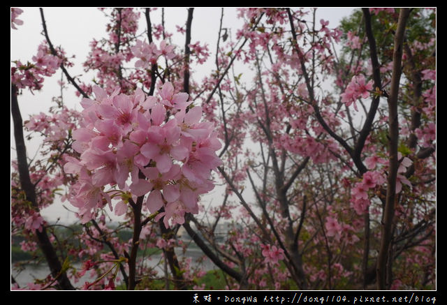 【桃園遊記】蘆竹南崁賞櫻好去處|光明河濱公園|富士櫻紀念園區