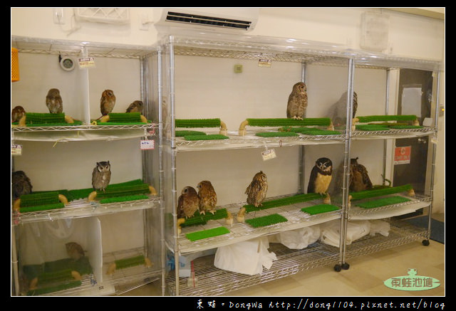 【大阪自助/自由行】天神橋筋咖啡館|貓頭鷹主題咖啡館|OWL Family 大阪店