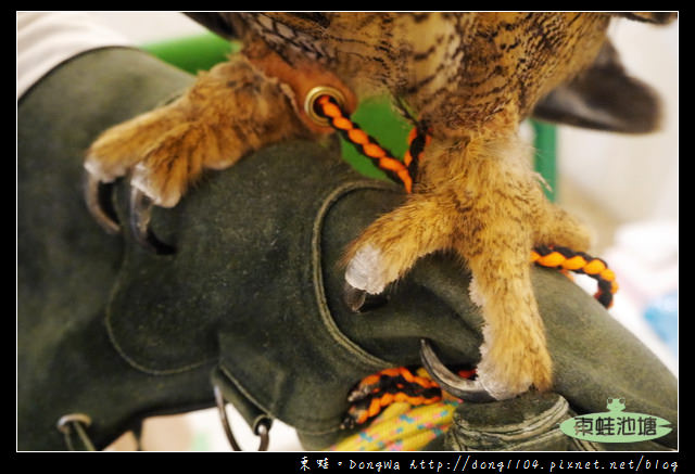 【大阪自助/自由行】天神橋筋咖啡館|貓頭鷹主題咖啡館|OWL Family 大阪店