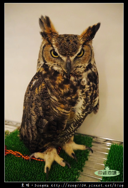 【大阪自助/自由行】天神橋筋咖啡館|貓頭鷹主題咖啡館|OWL Family 大阪店