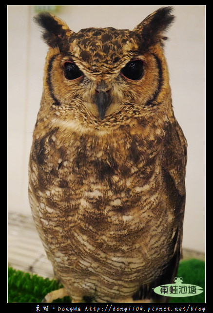 【大阪自助/自由行】天神橋筋咖啡館|貓頭鷹主題咖啡館|OWL Family 大阪店