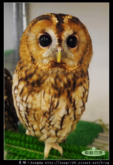 【大阪自助/自由行】天神橋筋咖啡館|貓頭鷹主題咖啡館|OWL Family 大阪店