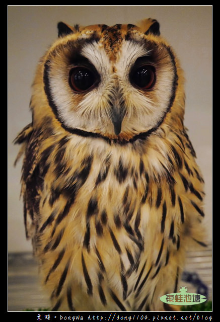 【大阪自助/自由行】天神橋筋咖啡館|貓頭鷹主題咖啡館|OWL Family 大阪店