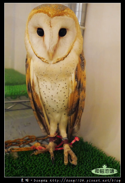 【大阪自助/自由行】天神橋筋咖啡館|貓頭鷹主題咖啡館|OWL Family 大阪店