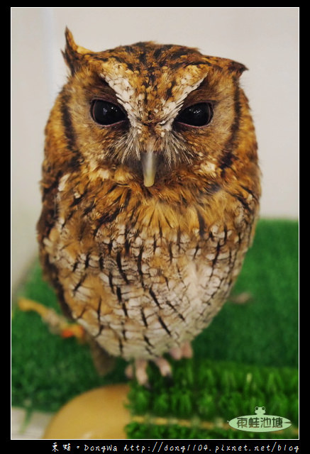 【大阪自助/自由行】天神橋筋咖啡館|貓頭鷹主題咖啡館|OWL Family 大阪店